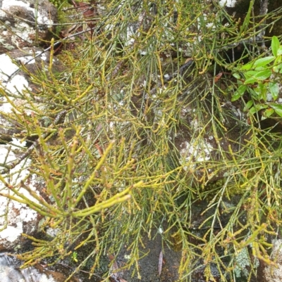 Exocarpos humifusus (mountain native-cherry) at Wellington Park, TAS - 15 Jun 2024 by Detritivore