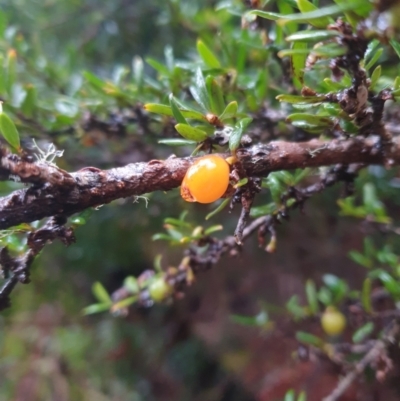 Coprosma nitida (mountain currant) at Wellington Park, TAS - 15 Jun 2024 by Detritivore