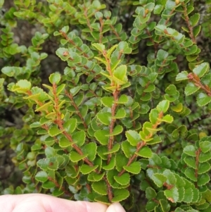 Nothofagus cunninghamii at Wellington Park, TAS - 15 Jun 2024 09:24 AM