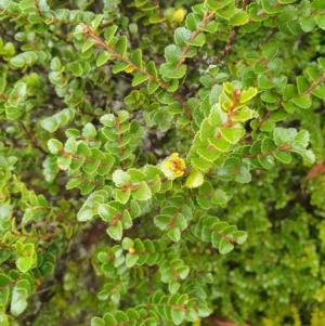 Nothofagus cunninghamii at Wellington Park, TAS - 15 Jun 2024 09:24 AM