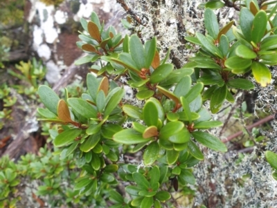 Olearia tasmanica (Tasmanian daisybush) at Wellington Park, TAS - 15 Jun 2024 by Detritivore