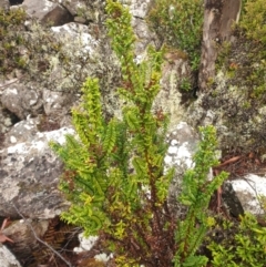 Veronica continua (speedwell bush) at Wellington Park, TAS - 15 Jun 2024 by Detritivore