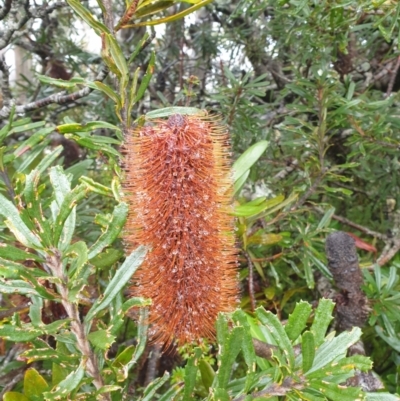 Banksia marginata (Silver Banksia) at Wellington Park, TAS - 15 Jun 2024 by Detritivore