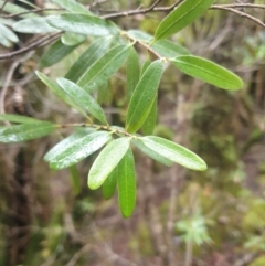 Eucryphia lucida (Leatherwood) at Styx, TAS - 16 Jun 2024 by Detritivore