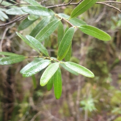 Eucryphia lucida (Leatherwood) at Styx, TAS - 16 Jun 2024 by Detritivore