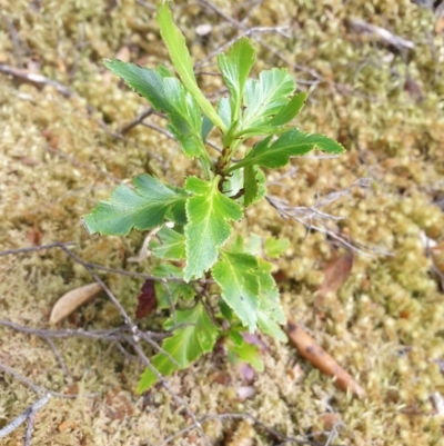 Phyllocladus aspleniifolius (Celery top pine) at Styx, TAS - 16 Jun 2024 by Detritivore