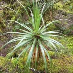 Richea pandanifolia (Pandani) at Styx, TAS - 16 Jun 2024 by Detritivore