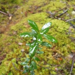 Tetracarpea tasmania (delicate laurel) at Styx, TAS - 16 Jun 2024 by Detritivore