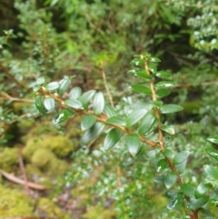 Trochocarpa gunnii (fragrant purpleberry) at Styx, TAS - 16 Jun 2024 by Detritivore