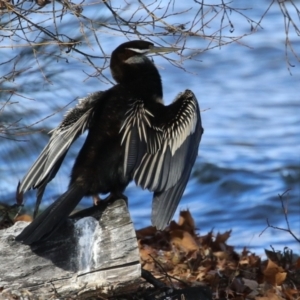 Anhinga novaehollandiae at Mount Ainslie to Black Mountain - 17 Jun 2024