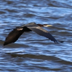 Anhinga novaehollandiae at Mount Ainslie to Black Mountain - 17 Jun 2024 02:10 PM