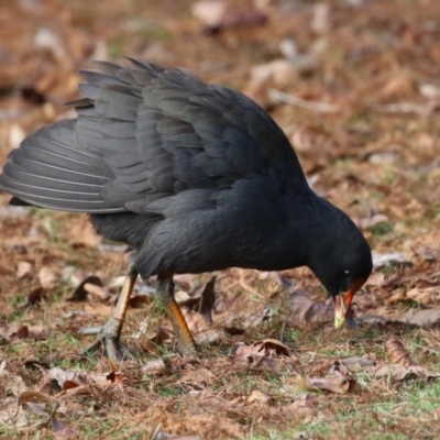 Gallinula tenebrosa (Dusky Moorhen) at Commonwealth & Kings Parks - 17 Jun 2024 by RodDeb