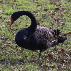 Cygnus atratus (Black Swan) at Mount Ainslie to Black Mountain - 17 Jun 2024 by RodDeb