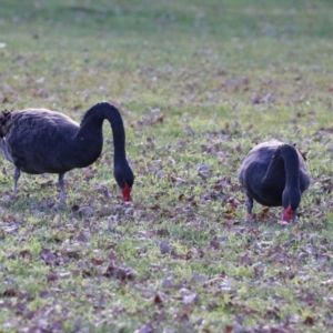 Cygnus atratus at Mount Ainslie to Black Mountain - 17 Jun 2024 02:20 PM