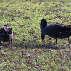 Cygnus atratus at Mount Ainslie to Black Mountain - 17 Jun 2024 02:20 PM