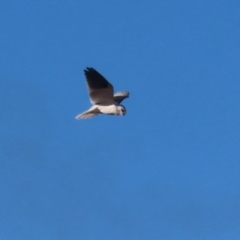 Elanus axillaris (Black-shouldered Kite) at Hume, ACT - 17 Jun 2024 by RodDeb