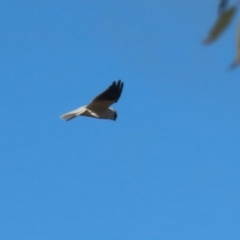 Elanus axillaris at Hume, ACT - 17 Jun 2024