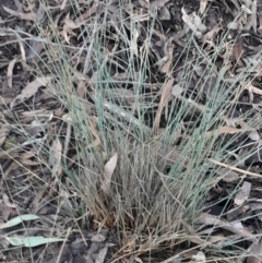 Juncus sp. (A Rush) at Black Mountain - 16 Jun 2024 by Venture