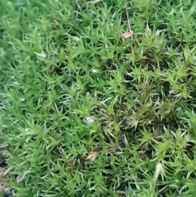 Unidentified Moss, Liverwort or Hornwort at Black Mountain - 16 Jun 2024 by Venture