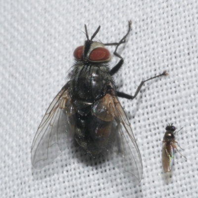 Calliphora sp. (genus) at WendyM's farm at Freshwater Ck. - 21 Feb 2023 by WendyEM