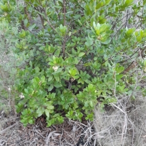 Arbutus unedo at Bruce Ridge - 10 Jun 2024