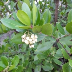 Arbutus unedo at Bruce Ridge - 10 Jun 2024