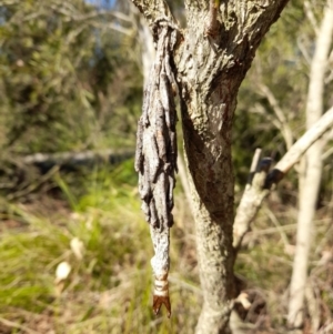 Metura elongatus at Dickson, ACT - 23 Apr 2024