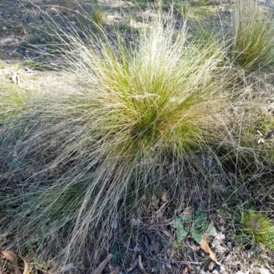 Nassella trichotoma (Serrated Tussock) at Mulligans Flat - 8 May 2022 by JBrickhill