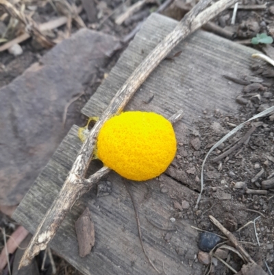 Fuligo septica (Scrambled egg slime) at Latham, ACT - 2 Jan 2022 by JBrickhill