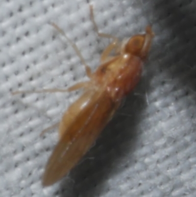 Lauxaniidae (family) at WendyM's farm at Freshwater Ck. - 21 Feb 2023 by WendyEM