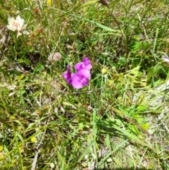 Swainsona behriana (Behr's Swainson-Pea) at Namadgi National Park - 29 Dec 2021 by JBrickhill