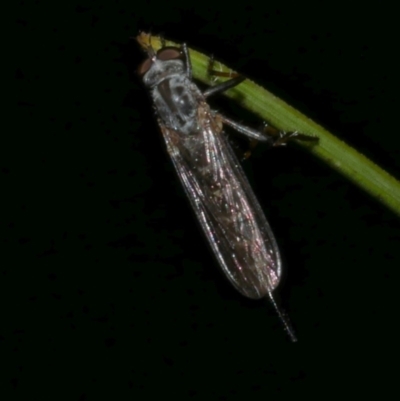 Asilidae (family) at WendyM's farm at Freshwater Ck. - 21 Feb 2023 by WendyEM