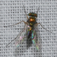 Sciapodinae (subfamily) (A long-legged fly) at WendyM's farm at Freshwater Ck. - 20 Feb 2023 by WendyEM