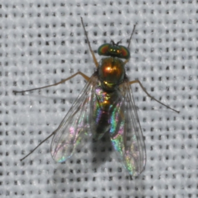 Sciapodinae (subfamily) (A long-legged fly) at WendyM's farm at Freshwater Ck. - 21 Feb 2023 by WendyEM