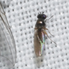 Diptera (order) at WendyM's farm at Freshwater Ck. - 21 Feb 2023 by WendyEM