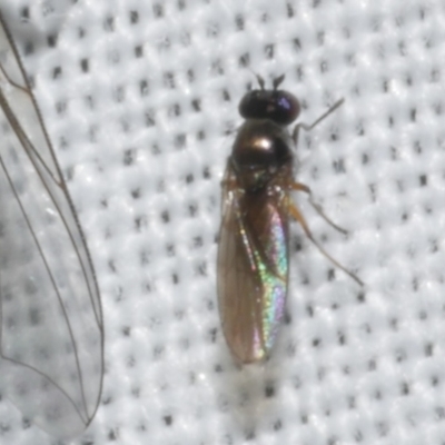 Diptera (order) at WendyM's farm at Freshwater Ck. - 21 Feb 2023 by WendyEM