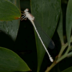 Xanthagrion erythroneurum (Red & Blue Damsel) at WendyM's farm at Freshwater Ck. - 25 Feb 2023 by WendyEM