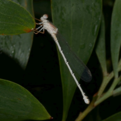 Ischnura heterosticta at WendyM's farm at Freshwater Ck. - 25 Feb 2023 by WendyEM