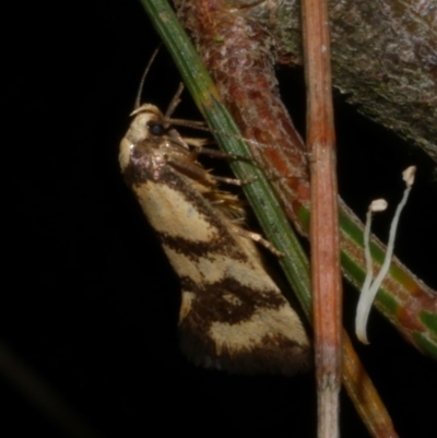 Olbonoma triptycha (Chezela Group) at WendyM's farm at Freshwater Ck. - 26 Feb 2023 by WendyEM