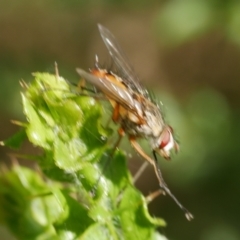 Diptera (order) at WendyM's farm at Freshwater Ck. - 17 Feb 2023 by WendyEM