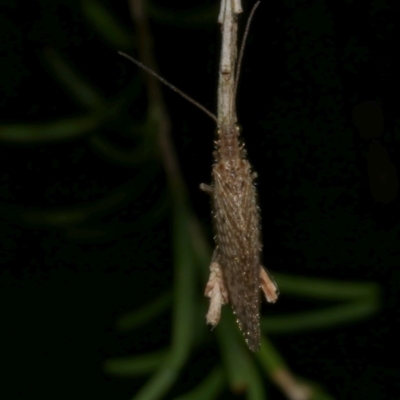 Trichoptera (order) at WendyM's farm at Freshwater Ck. - 12 Feb 2023 by WendyEM