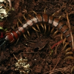 Cormocephalus aurantiipes at Mount Ainslie - 17 Jun 2024 03:18 PM