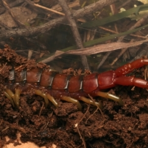 Cormocephalus aurantiipes at Mount Ainslie - 17 Jun 2024 03:18 PM