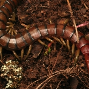 Cormocephalus aurantiipes at Mount Ainslie - 17 Jun 2024 03:18 PM