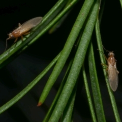 Diptera (order) at WendyM's farm at Freshwater Ck. - 12 Feb 2023 by WendyEM