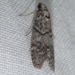 Heteromicta pachytera (Galleriinae subfamily moth) at WendyM's farm at Freshwater Ck. - 20 Feb 2023 by WendyEM