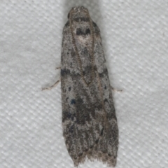 Heteromicta pachytera (Galleriinae subfamily moth) at WendyM's farm at Freshwater Ck. - 21 Feb 2023 by WendyEM