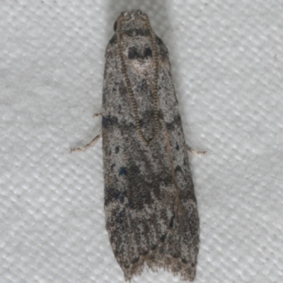 Heteromicta pachytera (Galleriinae subfamily moth) at WendyM's farm at Freshwater Ck. - 21 Feb 2023 by WendyEM