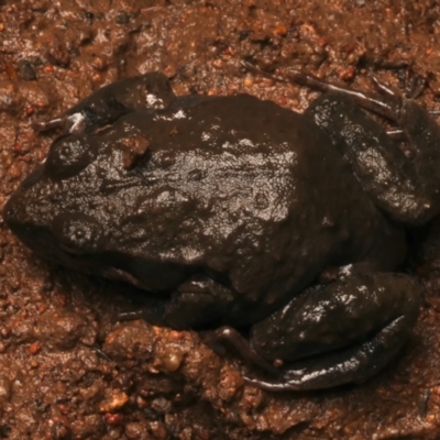 Crinia signifera (Common Eastern Froglet) at Mount Ainslie - 17 Jun 2024 by jb2602