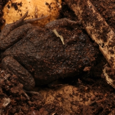 Uperoleia laevigata (Smooth Toadlet) at Mount Ainslie - 17 Jun 2024 by jb2602